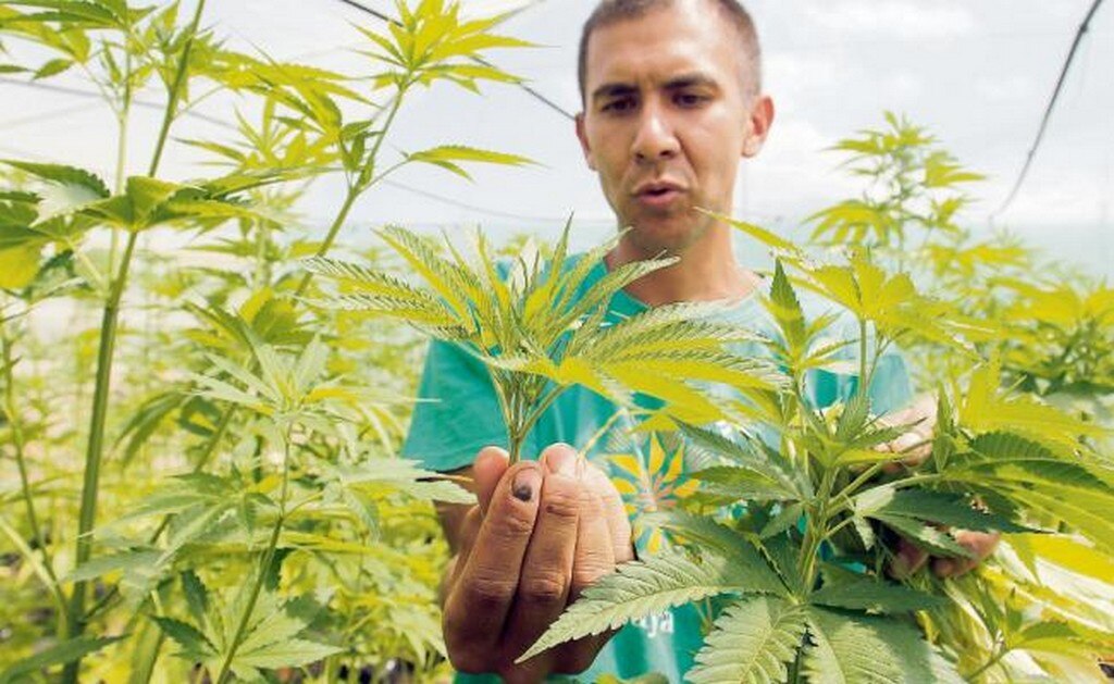 Marihuana medicinal. La marihuana se puede cultivar, consumir, comprar o vender bajo ciertas condiciones en varios países sólo para su uso terapéutico. (ARCHIVO EL UNIVERSAL)