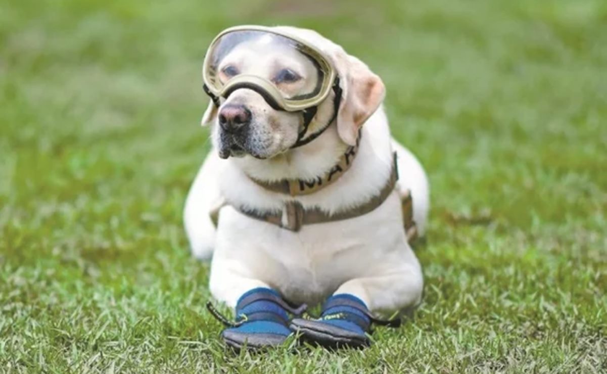 Día del perro: 10 datos asombrosos que no conocías de los caninos