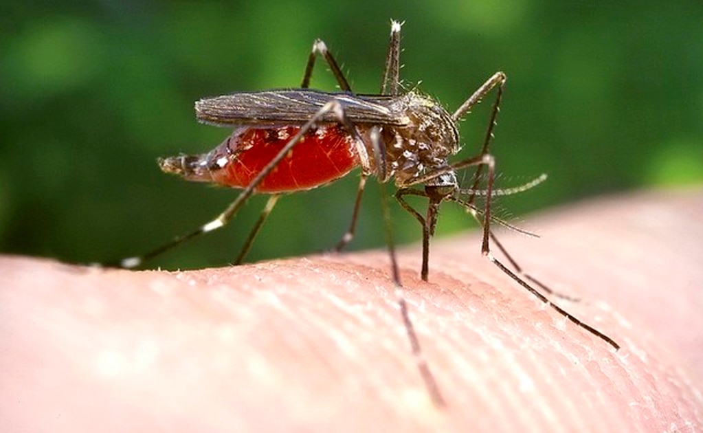 Refuerzan acciones preventivas para evitar criaderos que propagan dengue, zika y chikungunya