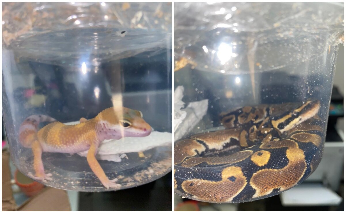 Aseguran un gecko leopardo y una pitón bola en aeropuerto de SLP