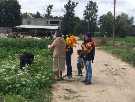 Agricultores de Soledad “dan vida” al Día de Muertos con siembra anual de cempasúchil