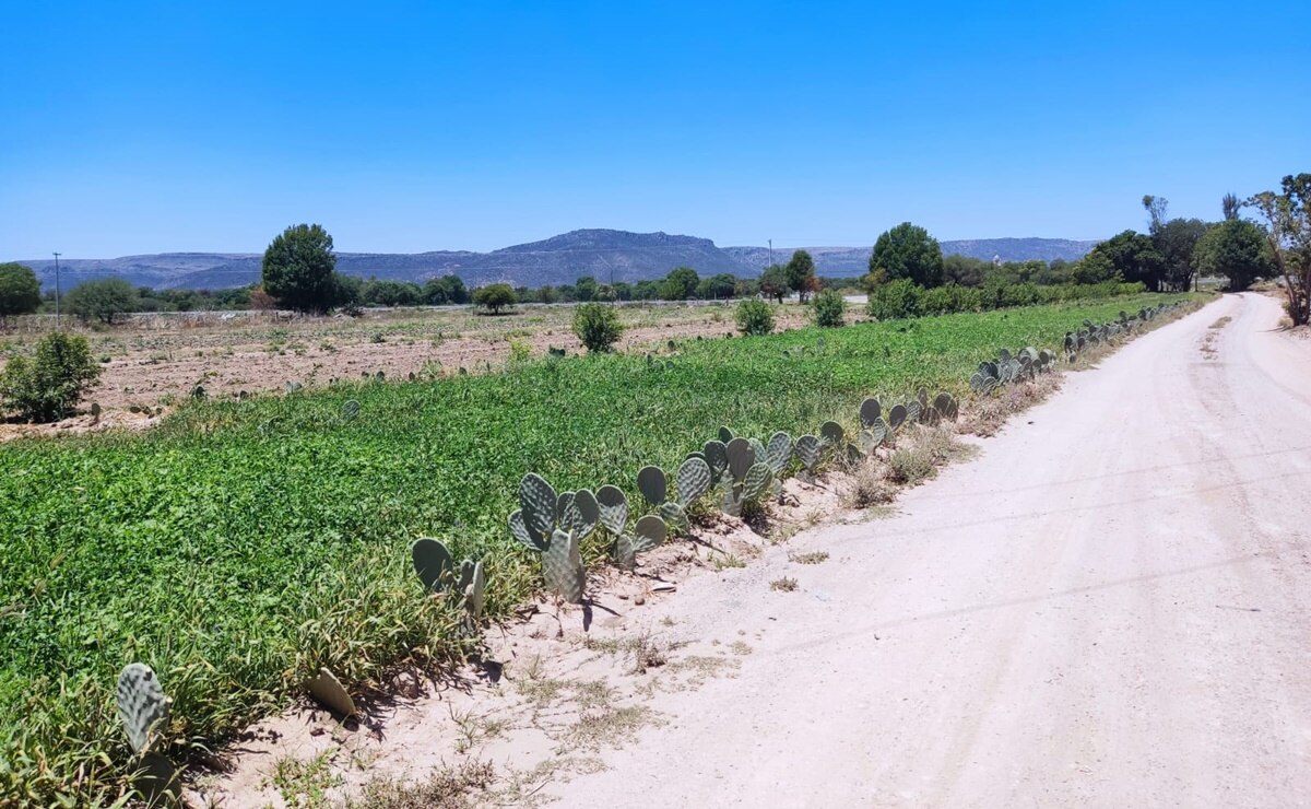 Siembra de flor de Cempasúchil en Mexquitic