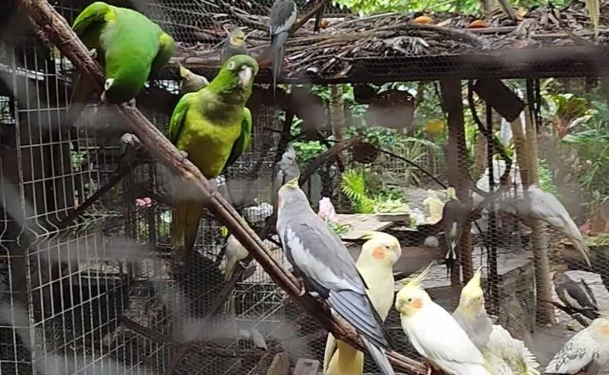 Loros, los más amenazados en la Huasteca Potosina por la venta ilegal. Foto: Nancy Lizet Hernández