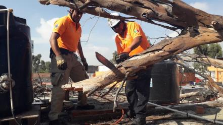 Lluvias dejan más de ocho árboles caídos en SLP