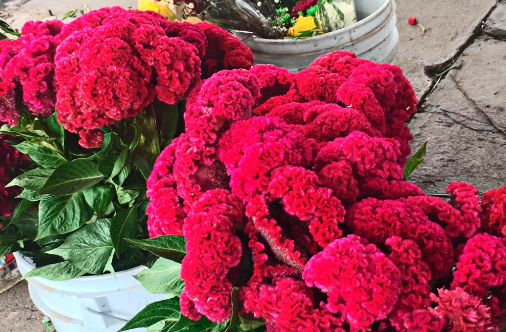 FOTO: Archivo/ El Universal San Luis Potosí