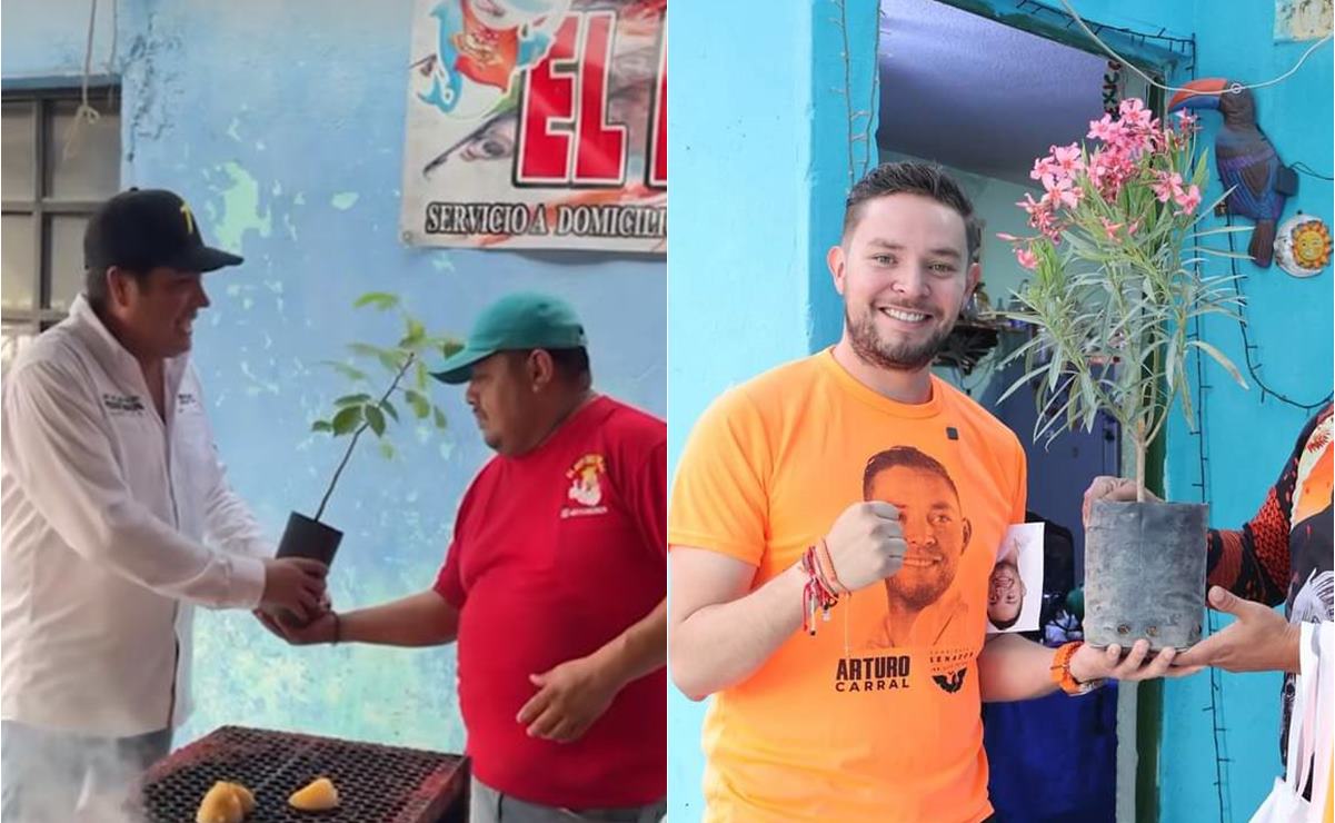 Candidatos cambian espectaculares por árboles en SLP; estas son algunas iniciativas verdes