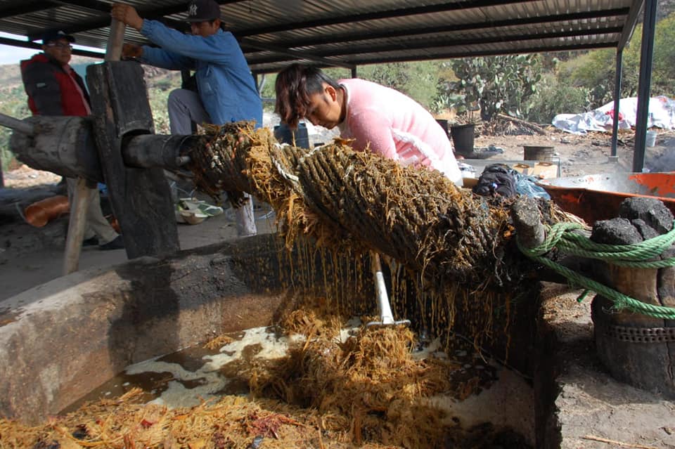 Familia Navarro en la elaboración del mezcal Campanilla