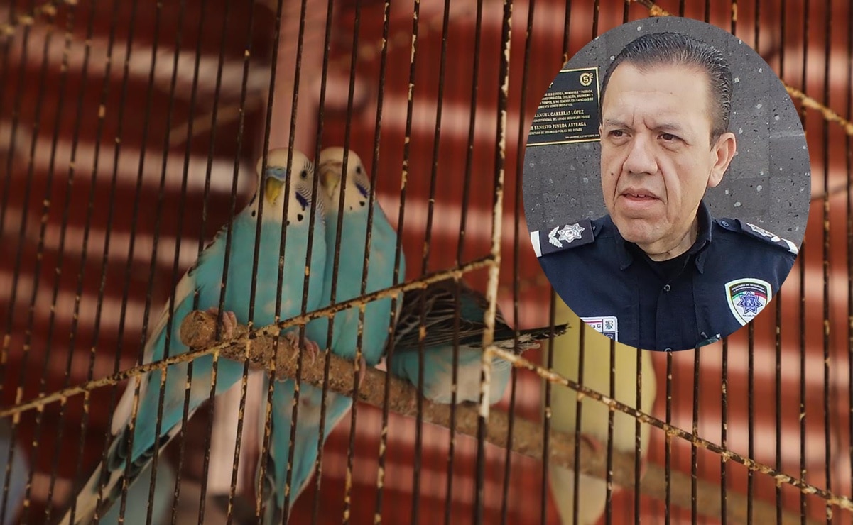 Habrá más operativos en SLP para detectar venta ilegal de animales; "en la mira, tianguis de Las Vías"