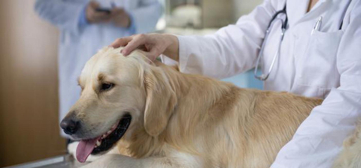Emiten recomendaciones para evitar enfermedades en mascotas