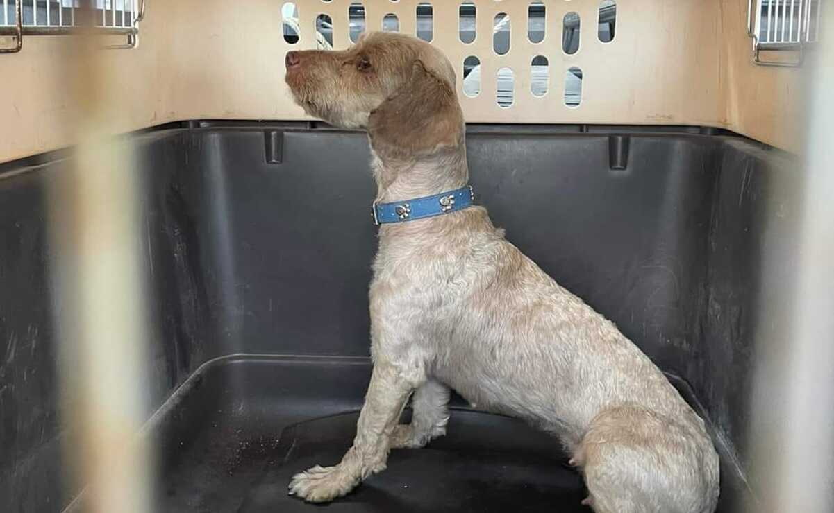 Rescatan a perrito en puente de la carretera 57 en SLP; buscan a su familia