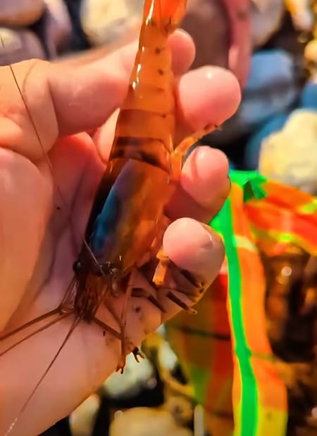 Techiches del río Amajac en la Huasteca potosina: Foto:Fb@ Temamatla Tamazunchale San Luis Potosí