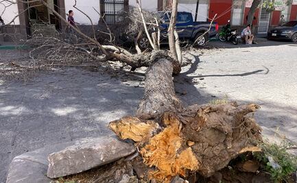 ¡Alerta! Fuertes vientos, de hasta 70 km, derriban árbol en la capital de SLP