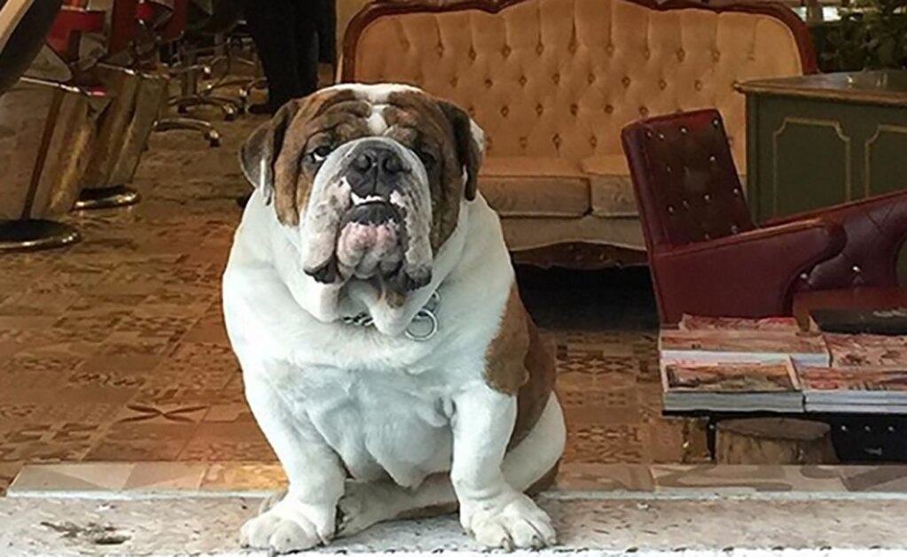 Rescatan a "Emilio", el bulldog robado en La Roma, CDMX