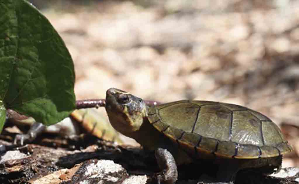 La tortuga casquito de Vallarta se encuentra en ecosistemas como arroyos o charcos que se nutren de lluvias. Foto: Mariana Hernández León
