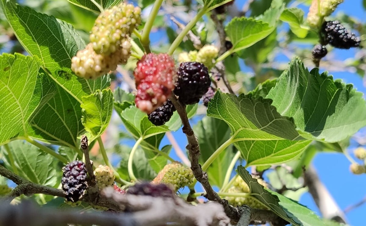 La cosecha de estos diminutos frutos formados de bolitas moradas o rojas (según su maduración) y de sabor dulce, se ha convertido en una tradición de las familias potosinas. Foto: Xochiquetzal Rangel