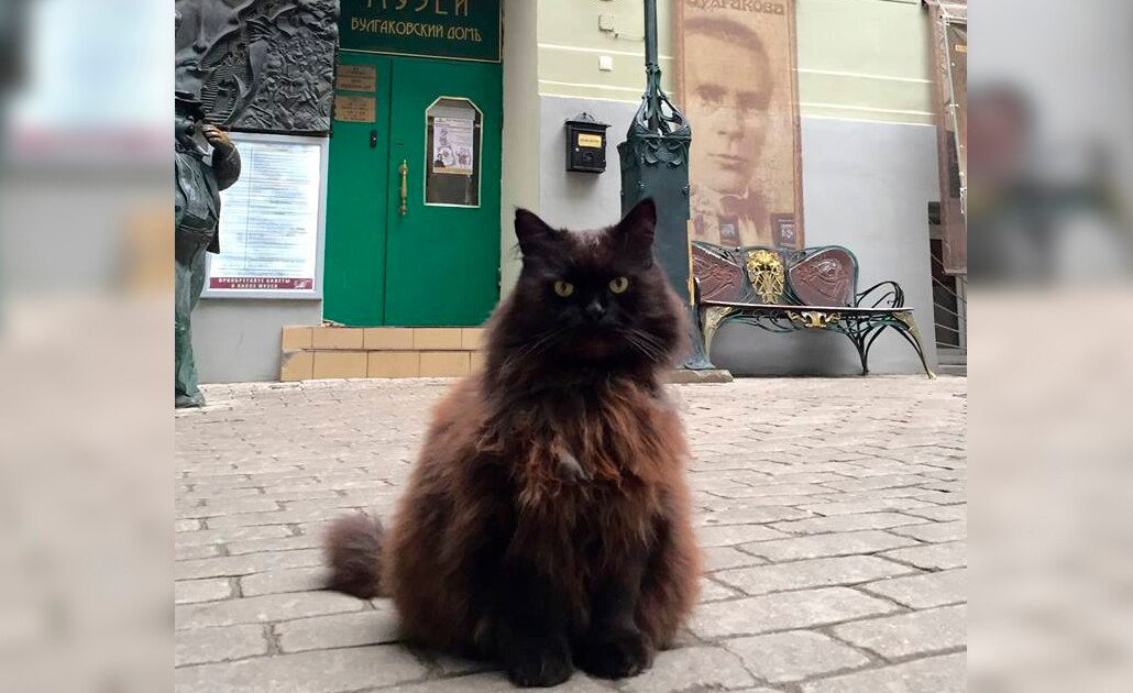 Roban a gato que vivía en un museo de Moscú