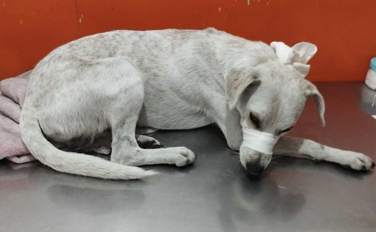 ¿Cómo se castiga a los responsables por maltrato animal en SLP?