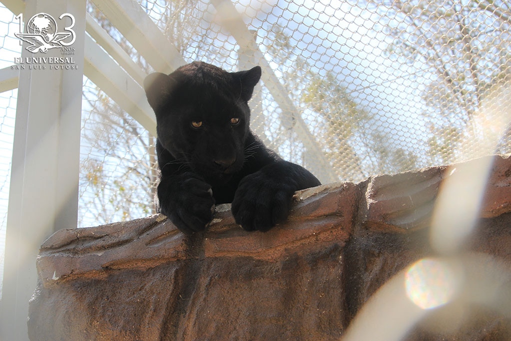 Akala, la pantera del Parque Tangamanga