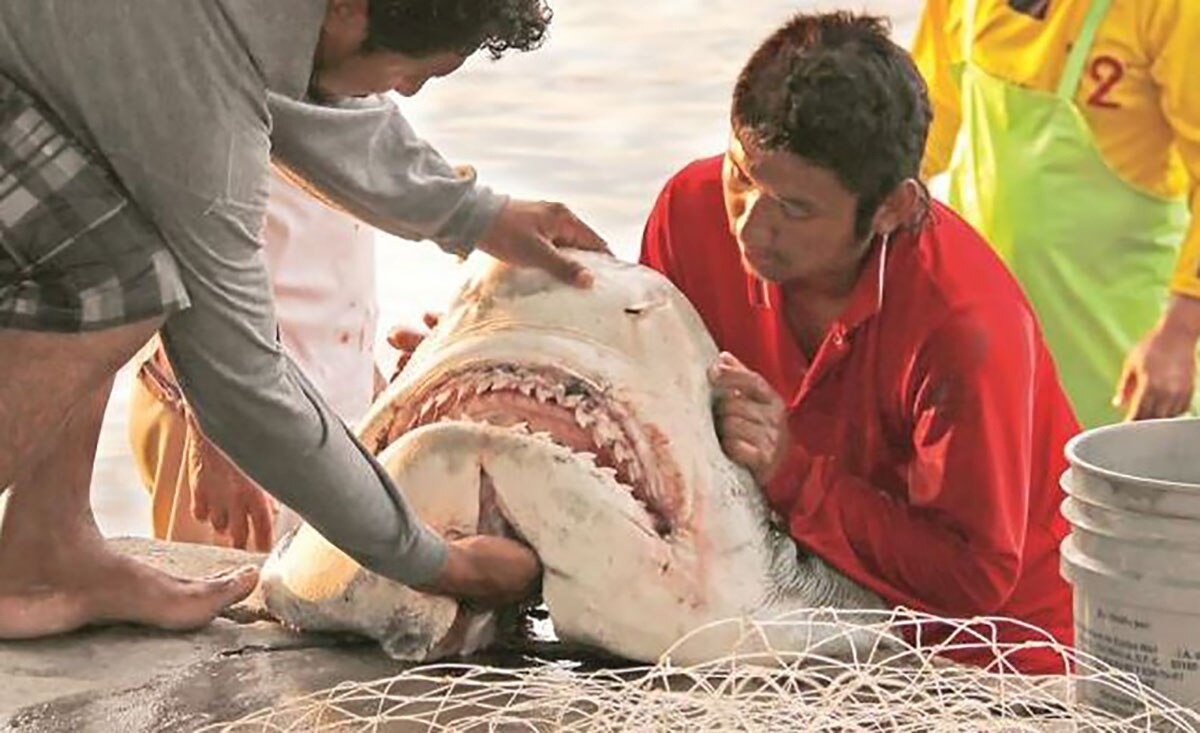 Sólo el 13 % del agua de los océanos permanece virgen