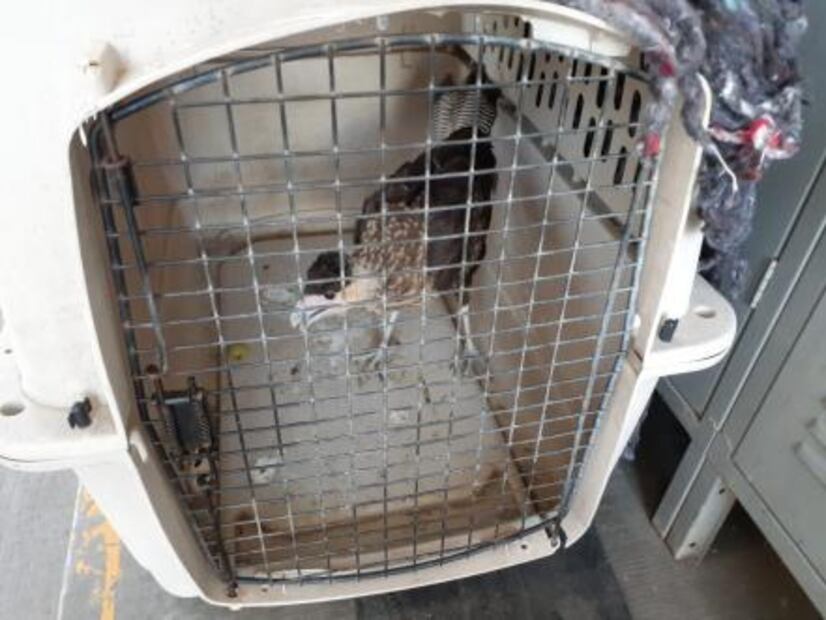 Rescatan ejemplar de ave rapaz en Valle de Dalias