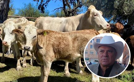 Erradicar mosca del gusano barrenador en SLP podría tardar hasta 30 años: Sedarh