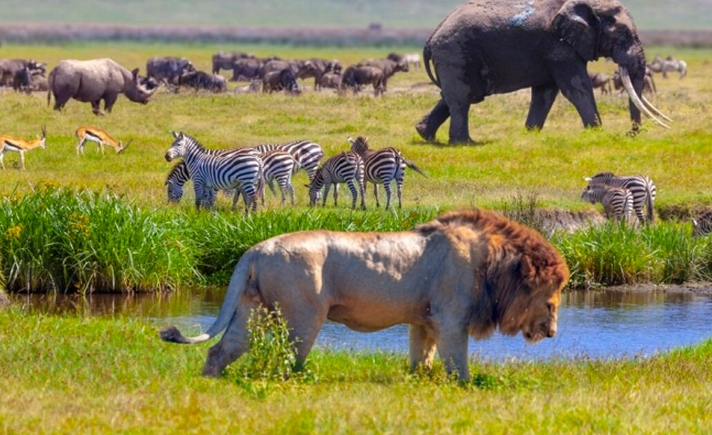 Un millón de especies en peligro de extinción: ONU