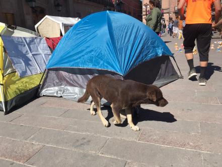 Asociaciones civiles protectoras de animales mantienen huelga de hambre frente a Palacio de Gobierno