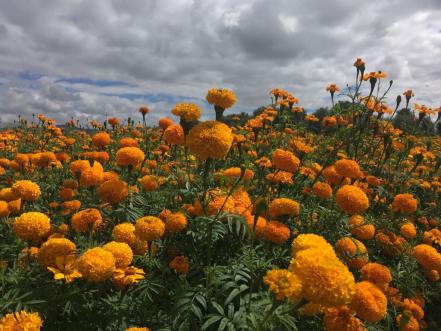Agricultores de Soledad “dan vida” al Día de Muertos con siembra anual de cempasúchil