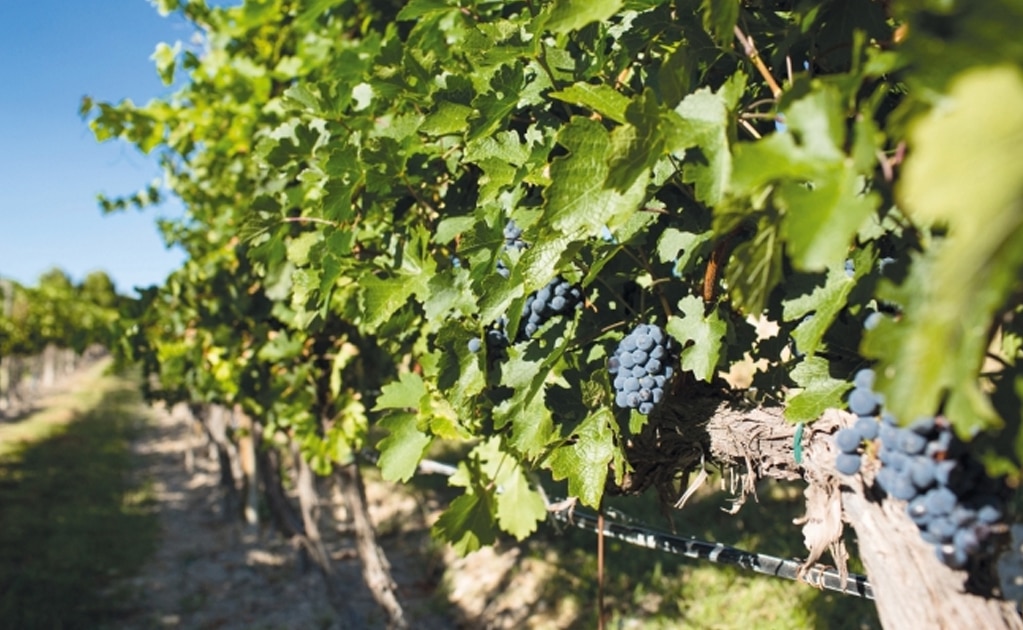 La producción de vinos está en riesgo por el cambio climático