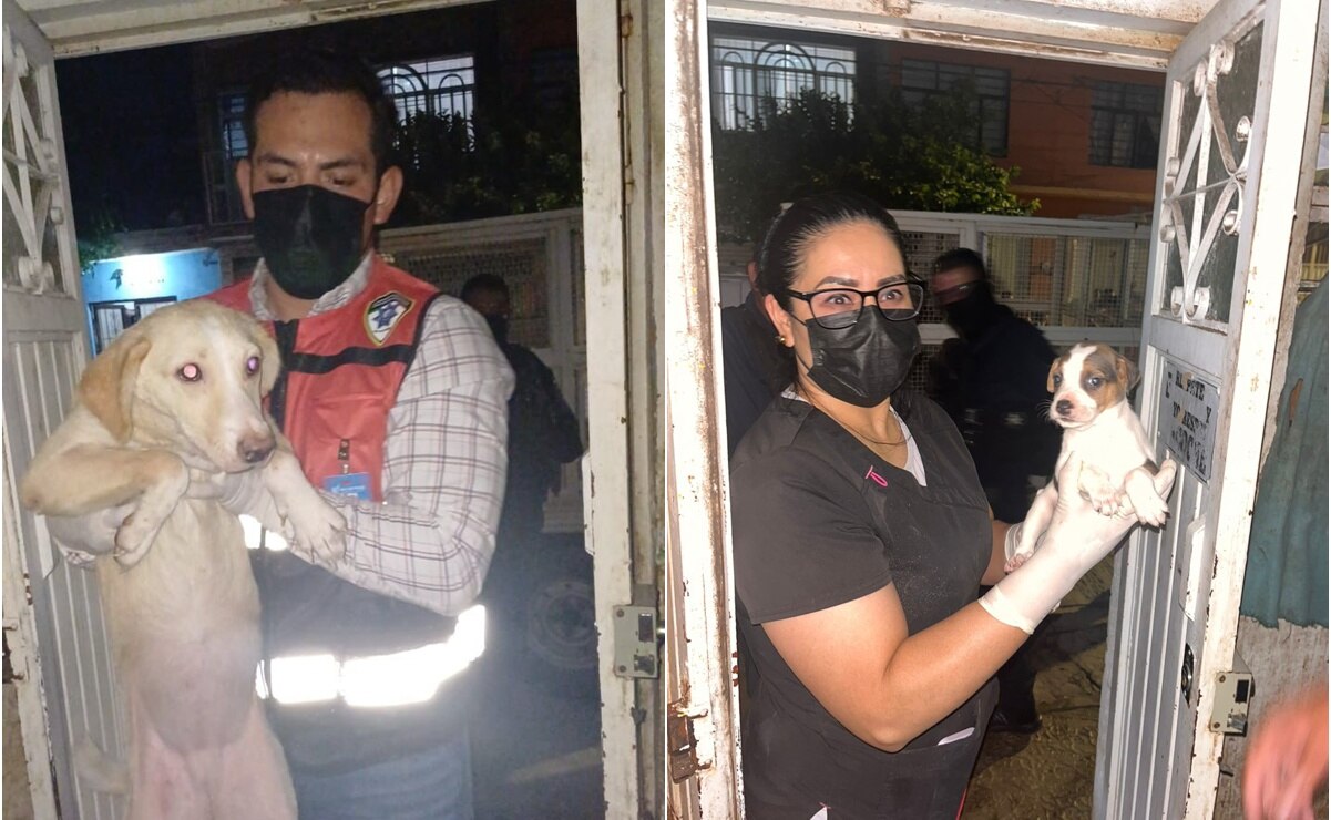 ¡Continúan los casos de crueldad animal!, rescatan 27 perros de una casa de SLP 