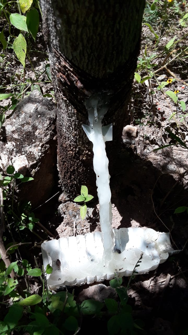 Foto: Gobierno de México.