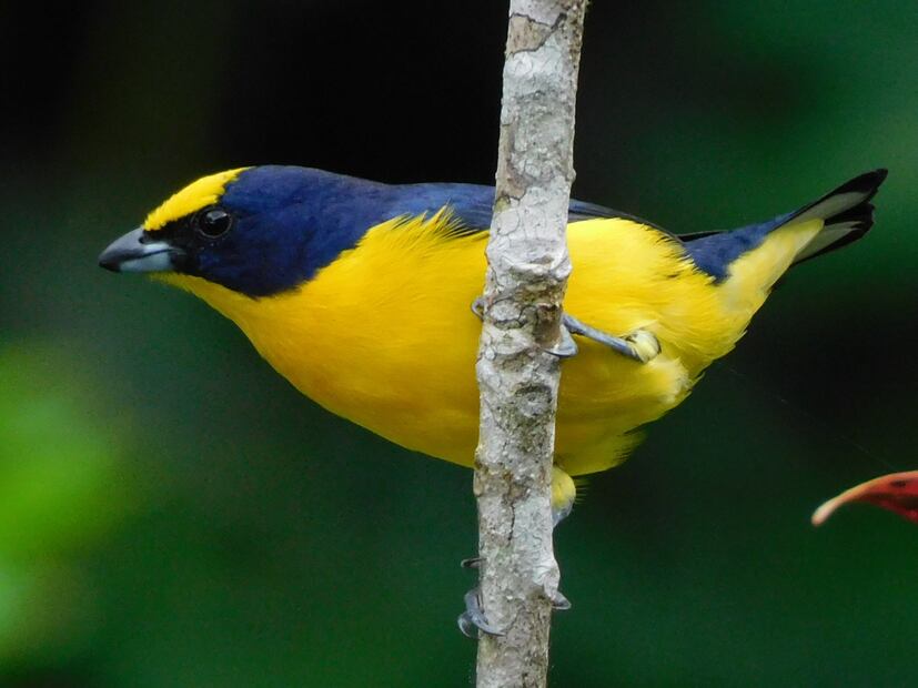 Ave Eufonía Garganta Amarilla. Foto: ave Eufonía Garganta Amarilla