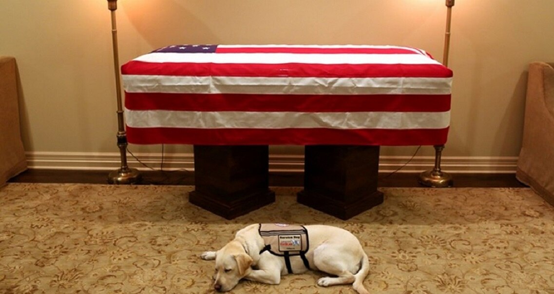 Perro asistente del ex presidente George H.W. Bush no se separa del ataúd