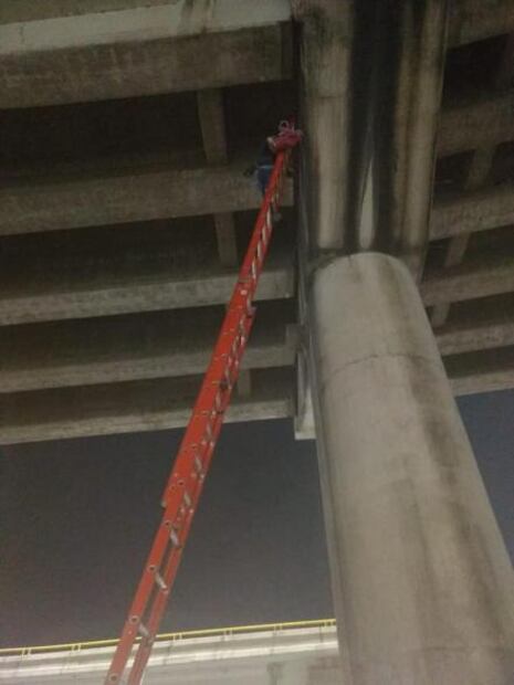 Rescatan a gato en distribuidor Juárez 