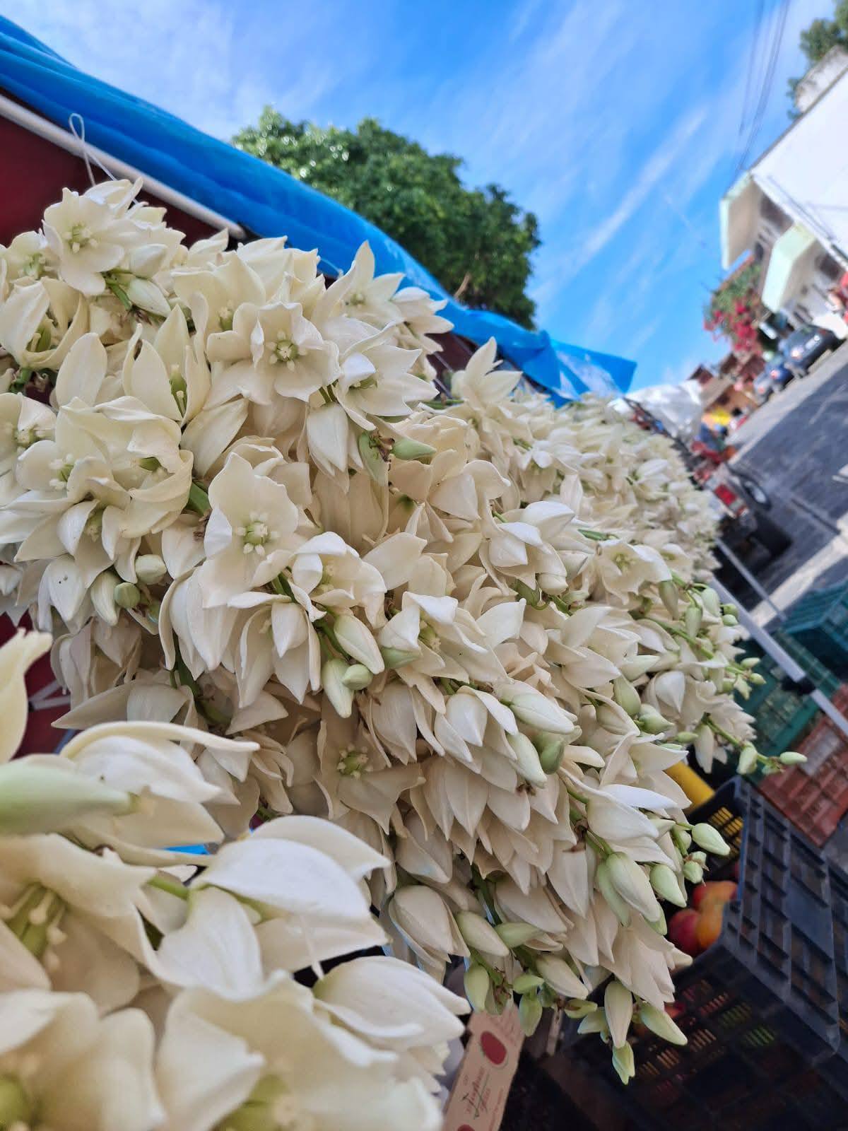 Foto: Facebook Xico, Veracruz.