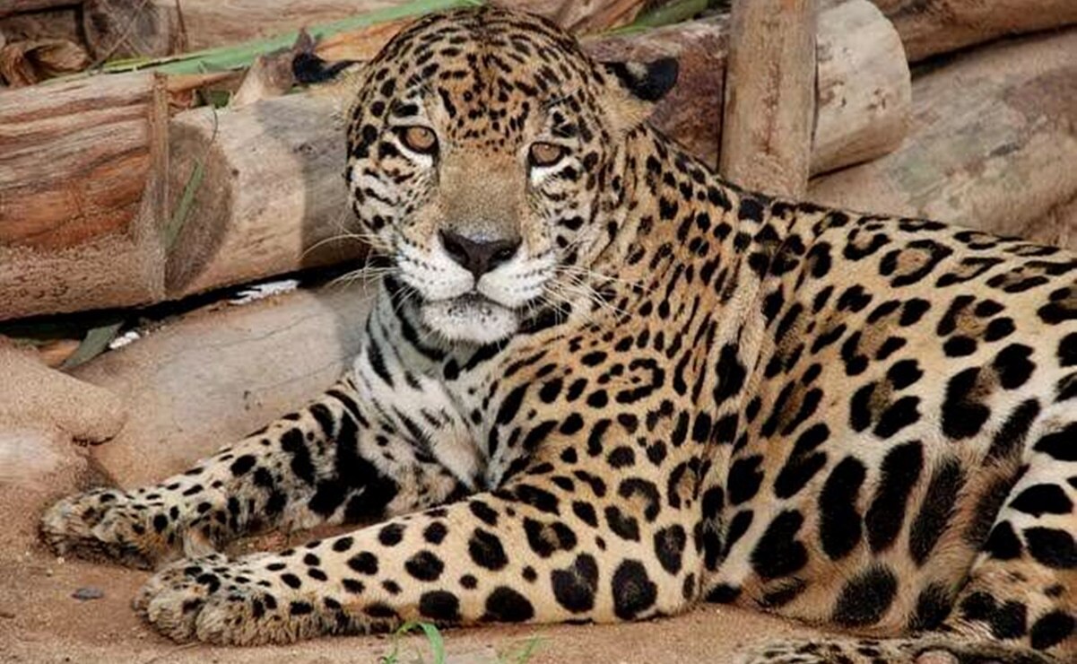 Exige Selva Teenek actuar ante la caza en la Huasteca; campesino que dio muerte a jaguar tenía malas prácticas