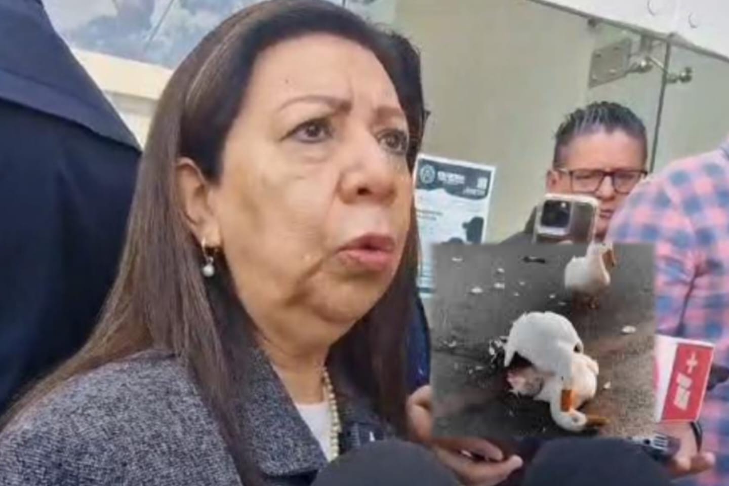 Atropellan a patos del Parque Tangamanga I; fiscalía de SLP abre investigación