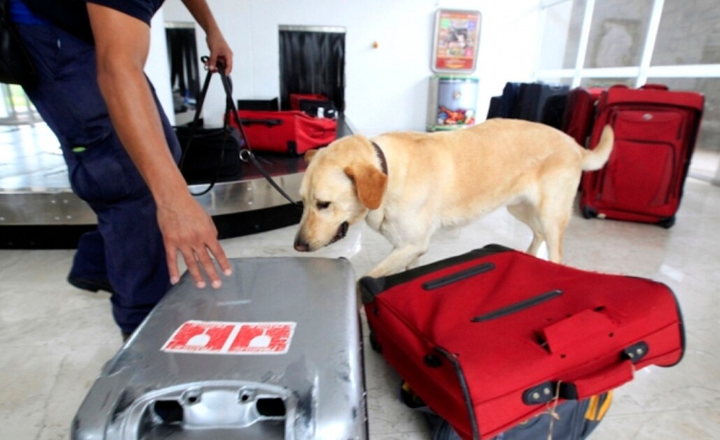 Policía Federal jubilará y dará en adopción a 28 perros