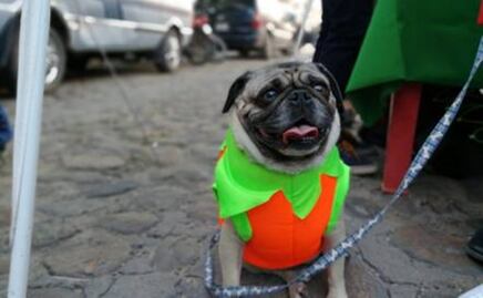 Invitan a concurso de disfraces para mascotas en Villa de Reyes; habrá altar para los peludos