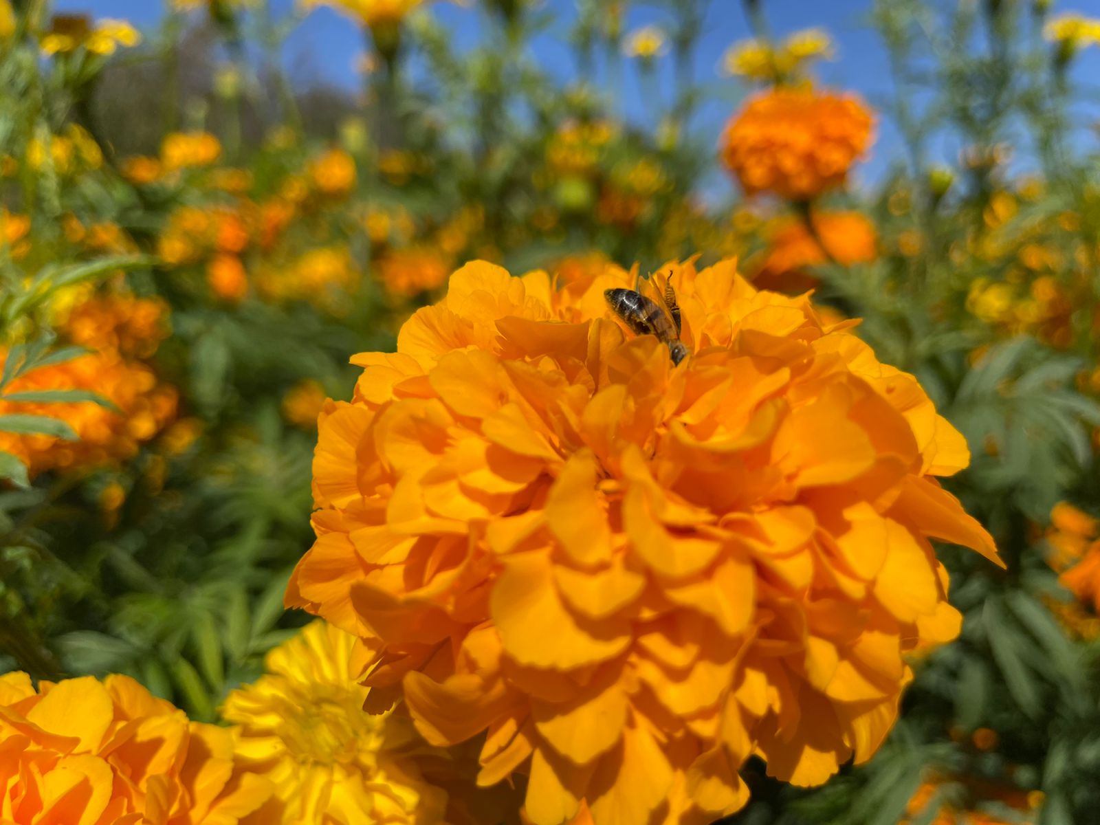 El cultivo de cempasúchil de la familia Cortés conserva la genética mexicana, ya que en el mercado actual predomina la china