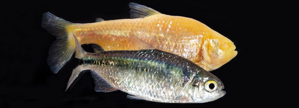 Foto: Instituto de Ecología, A.C.