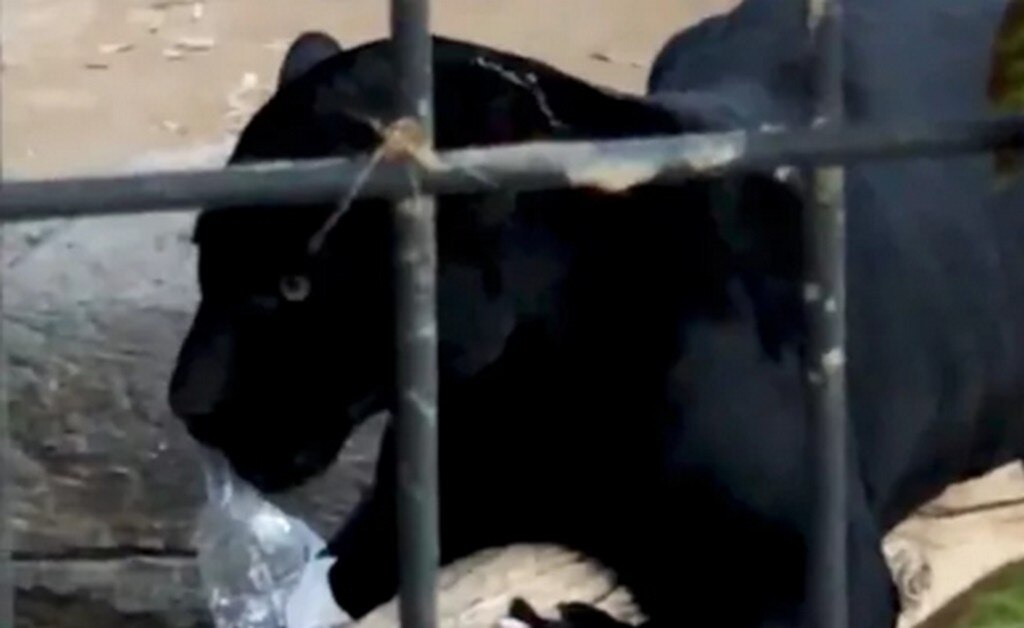  Jaguar ataca a mujer que intentó hacerse una “selfie” con él en zoológico de EU