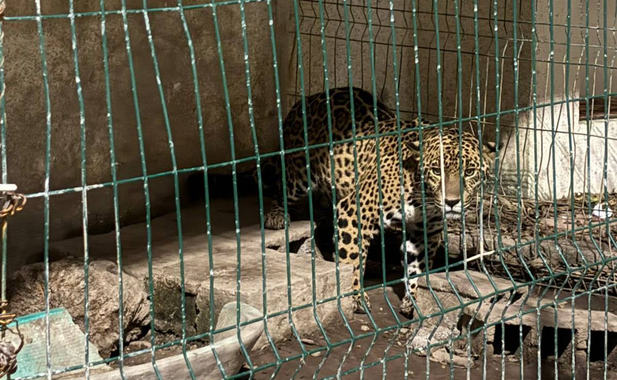 Un leopardo, especie en peligro de extinción, fue hallado en la vivienda del ex alcalde de Tancanhuitz durante un cateo. Foto: Especial