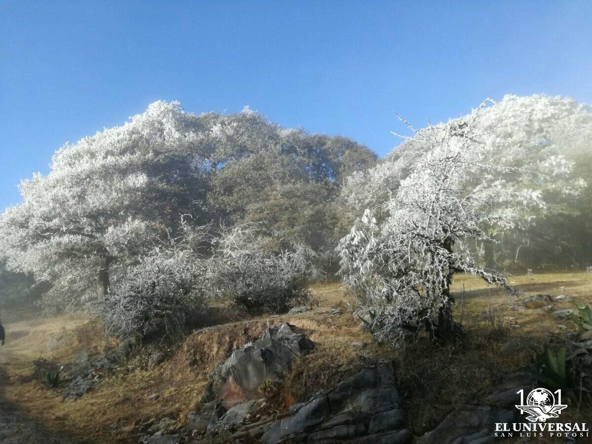 GALERÍA: SLP bajo hielo