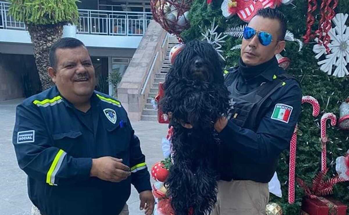 Buscan a dueños de perrita encontrada en la avenida Salvador Nava de SLP