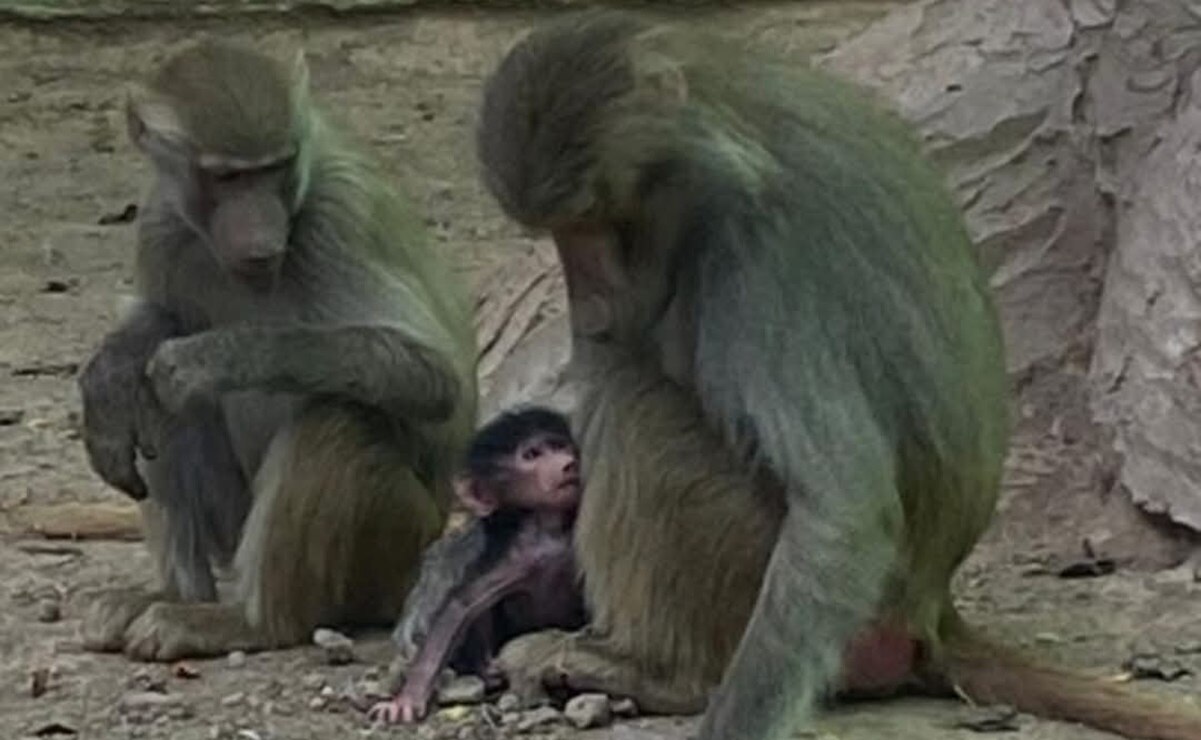 La cría de papión sagrado nació recientemente en el zoológico de Mexquitic. Foto: Especial
