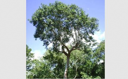 El “árbol botica” de San Luis Potosí: el remedio vivo que aún cura y alimenta a comunidades enteras