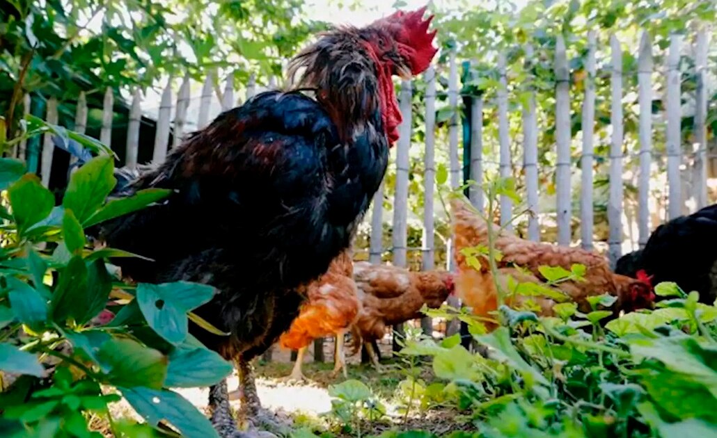 Gallo en Francia gana juicio para cantar todas las mañanas