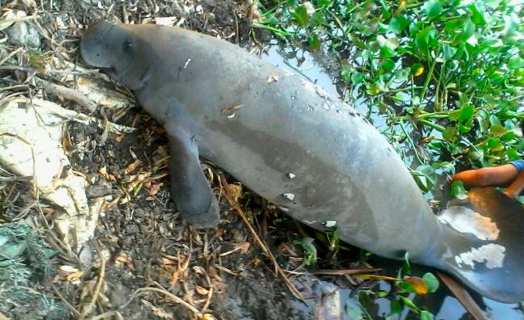 Sin registro de muertes de manatíes en Tabasco en última semana: Profepa