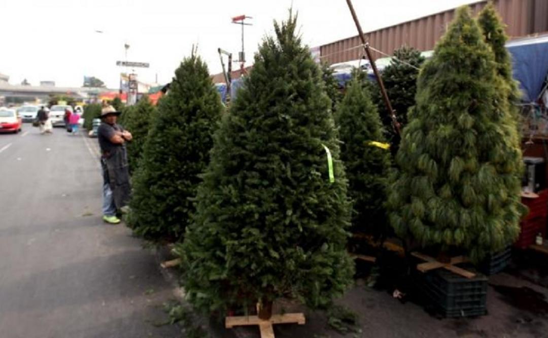Ayuntamiento de SLP habilitará centros de acopio para reciclar pinos navideños naturales